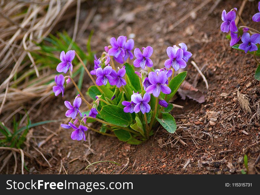 Plant, Flower, Flora, Flowering Plant