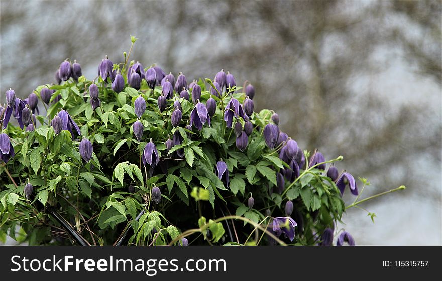 Plant, Flower, Flora, Purple