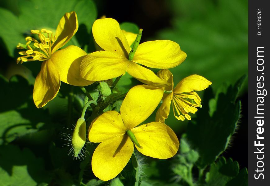 Flower, Yellow, Flora, Plant