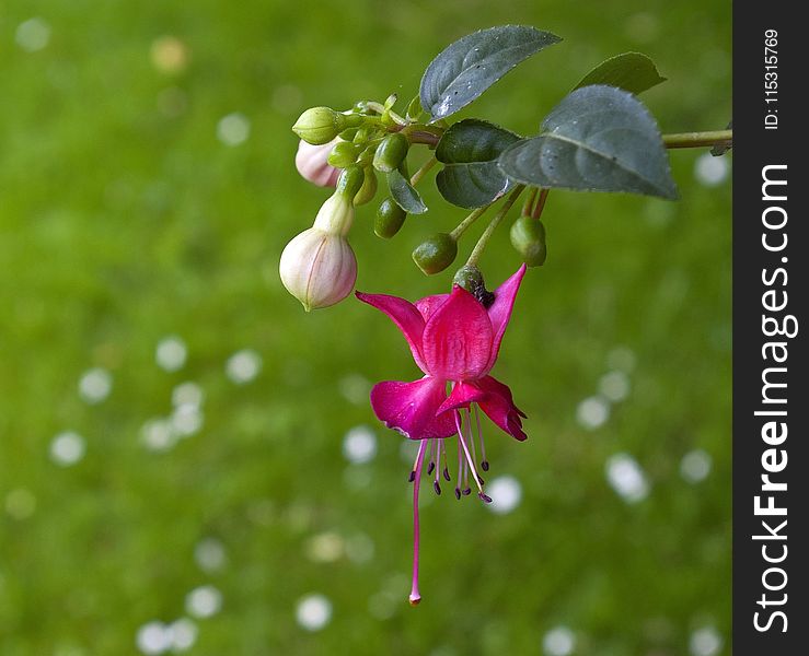 Flora, Flower, Plant, Vegetation