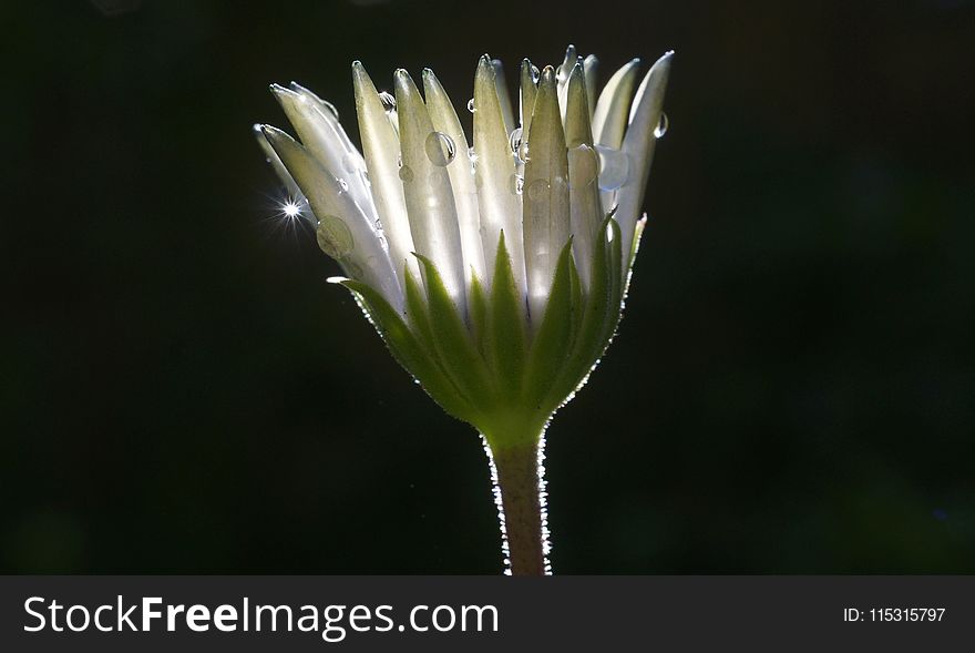 Flora, Flower, Close Up, Wildflower