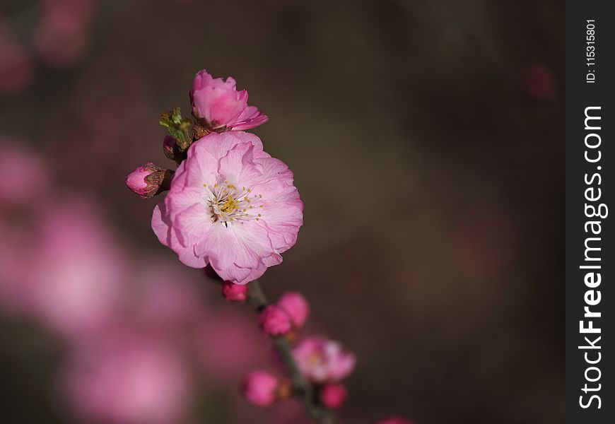 Flower, Blossom, Pink, Flora