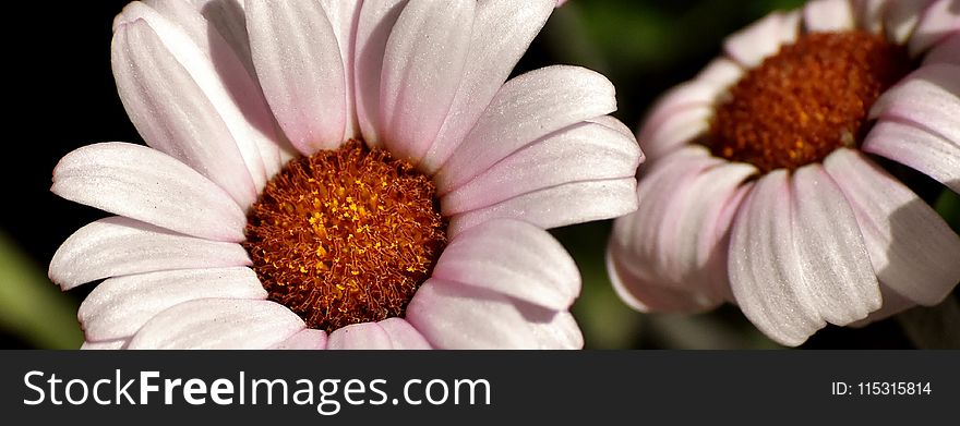 Flower, Flora, Petal, Close Up