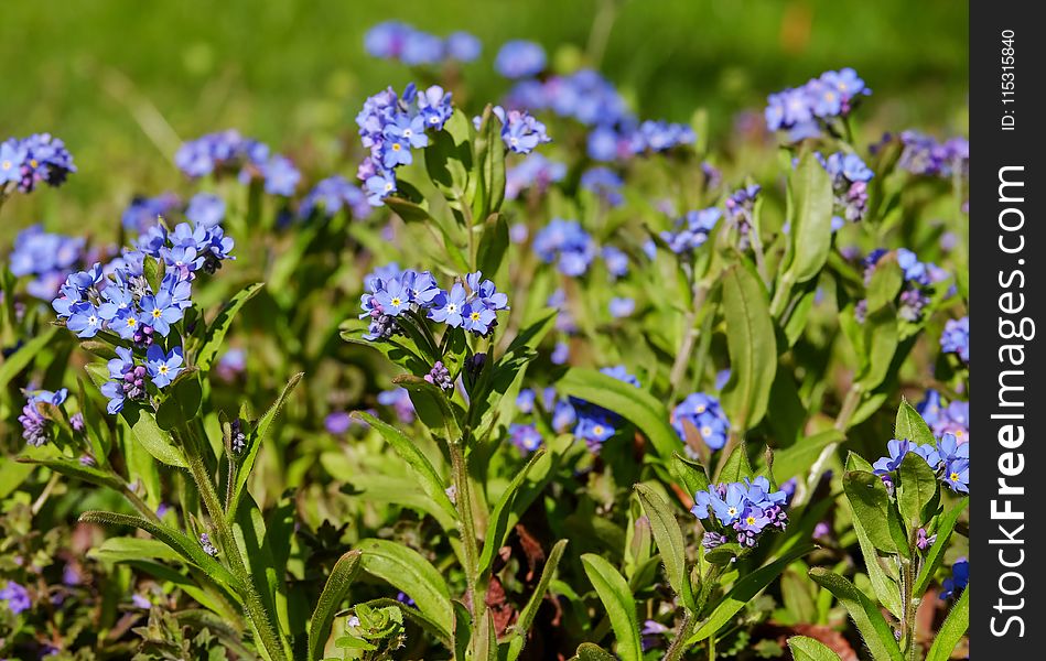 Plant, Flower, Forget Me Not, Flowering Plant