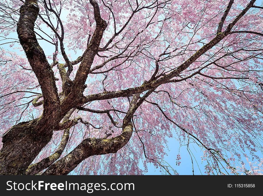 Tree, Branch, Woody Plant, Pink
