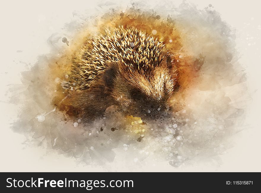 Hedgehog, Close Up, Erinaceidae, Organism