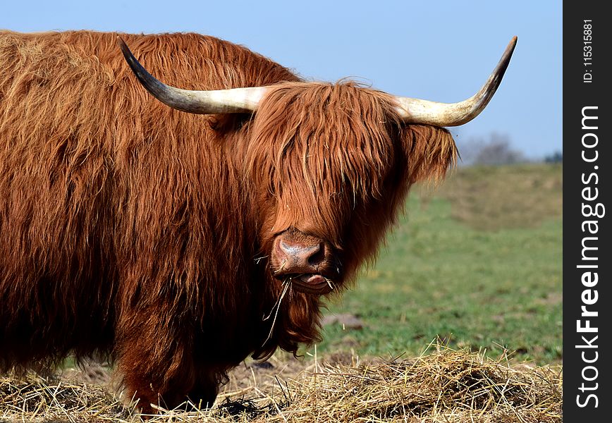 Horn, Cattle Like Mammal, Highland, Wildlife
