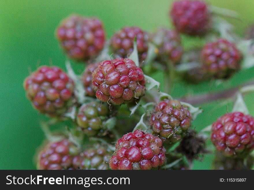 Berry, Boysenberry, Blackberry, Raspberries Blackberries And Dewberries