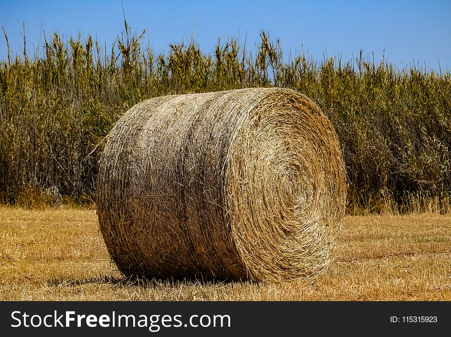 Hay, Field, Straw, Agriculture
