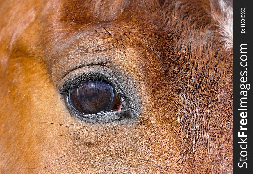 Eye, Fauna, Nose, Close Up