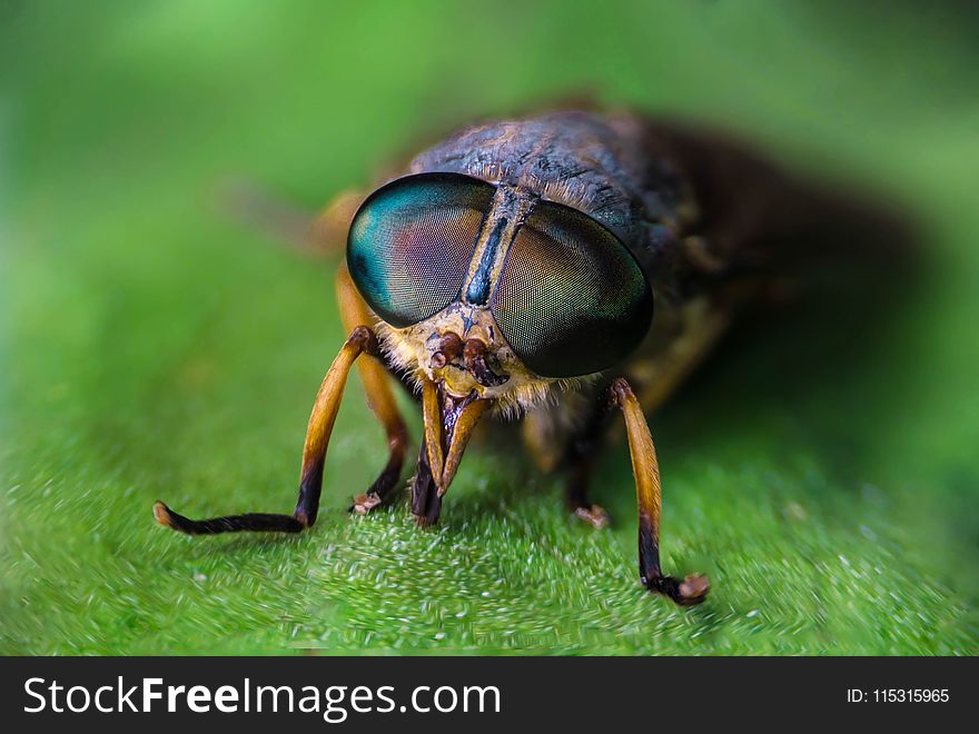 Insect, Close Up, Macro Photography, Photography