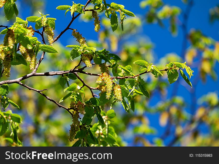 Tree, Leaf, Branch, Plant