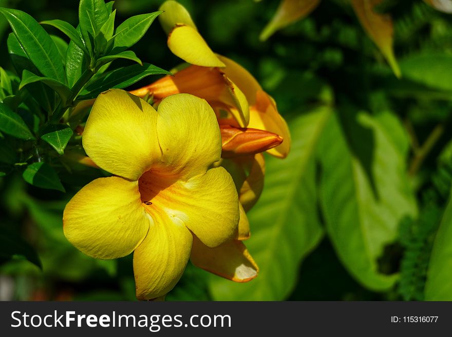 Flower, Plant, Flora, Yellow