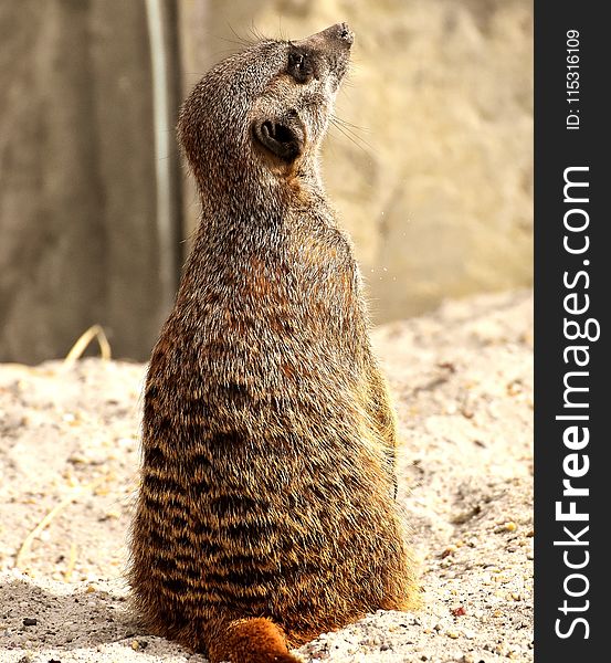 Meerkat, Mammal, Terrestrial Animal, Fauna