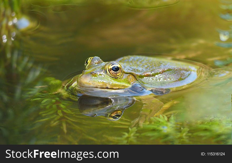 Ranidae, Water, Amphibian, Frog