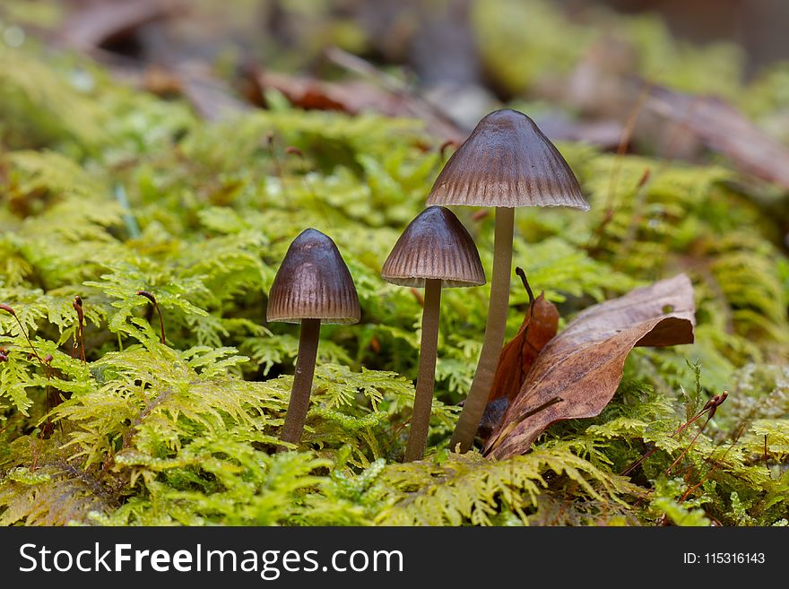 Fungus, Mushroom, Auriculariaceae, Vegetation