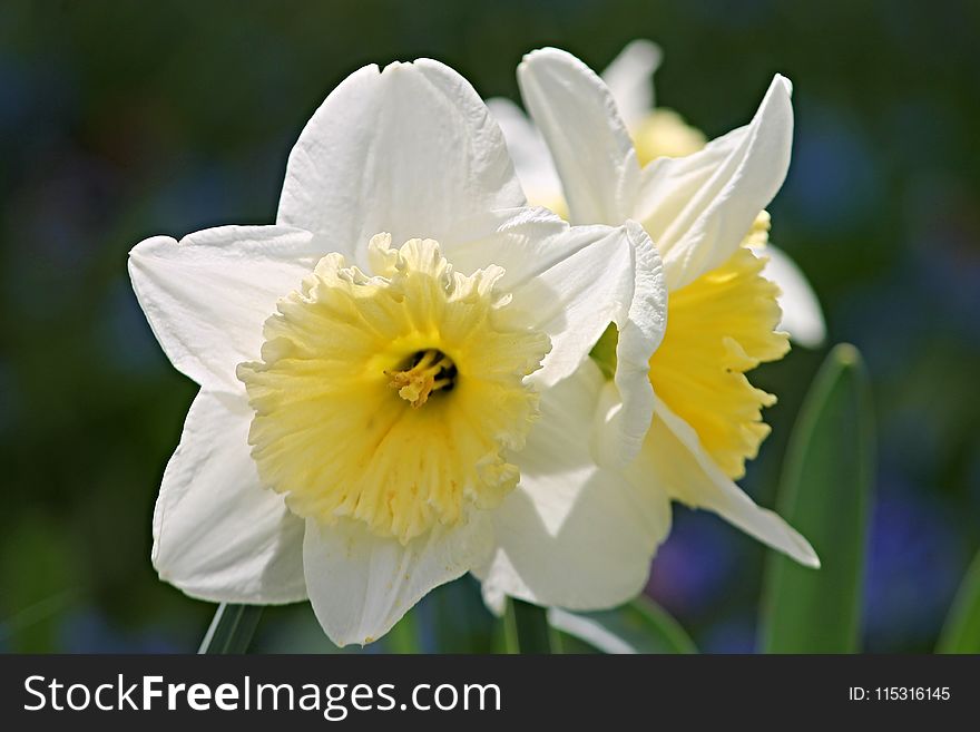 Flower, Yellow, Flowering Plant, Plant