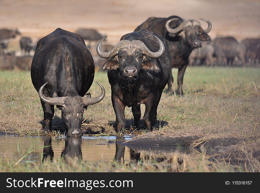Wildlife, Water Buffalo, Cattle Like Mammal, Terrestrial Animal