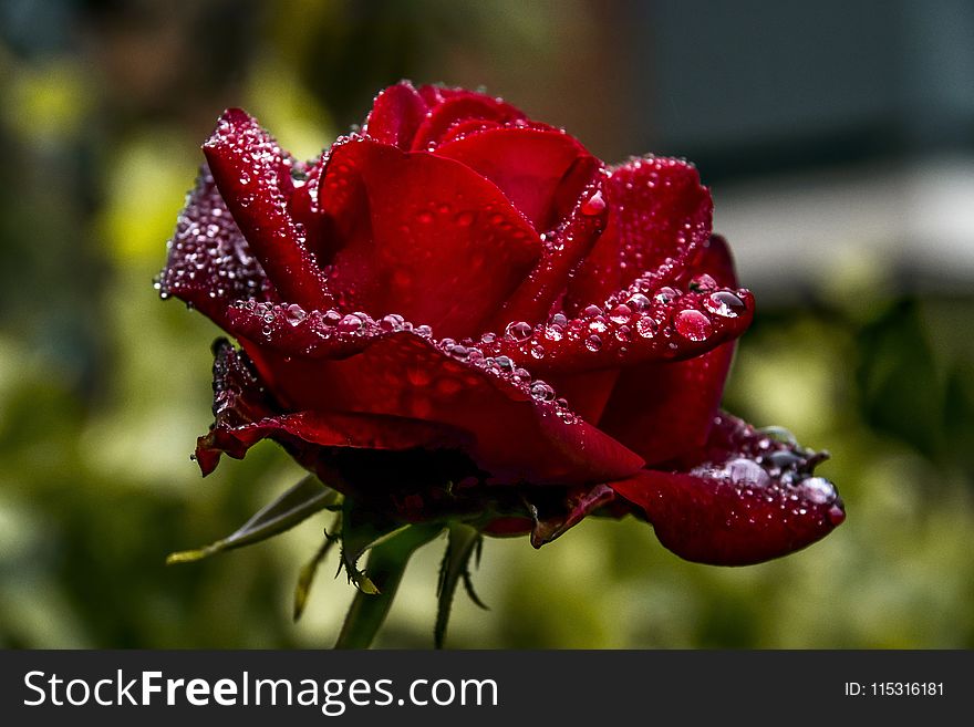Rose Family, Floribunda, Rose, Garden Roses