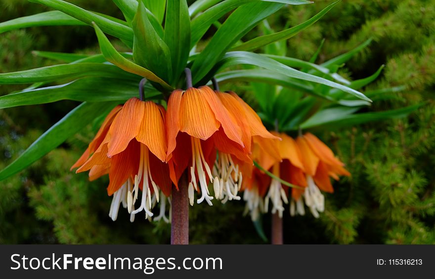 Flower, Plant, Crown Imperial, Fritillaria