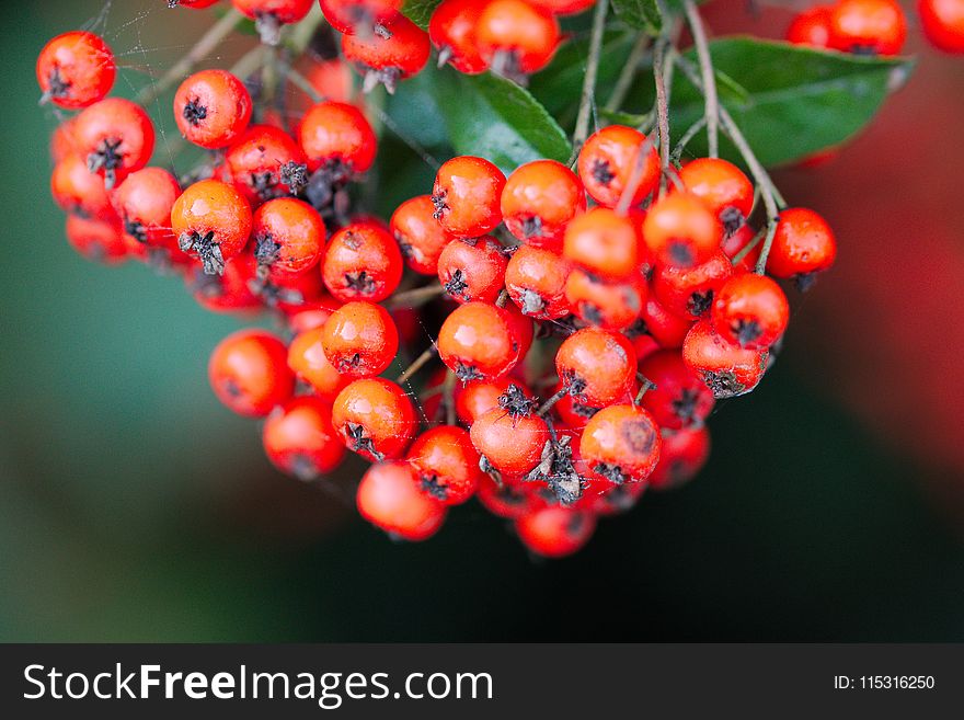 Berry, Rowan, Fruit, Close Up