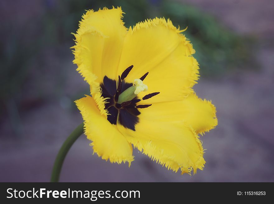 Flower, Yellow, Flowering Plant, Plant