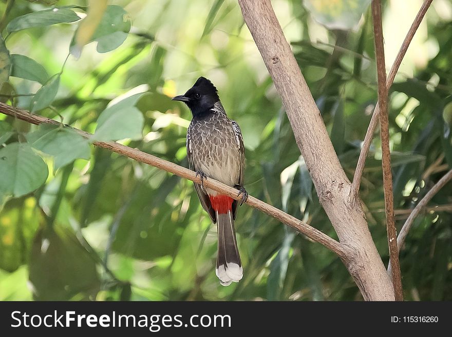 Bird, Fauna, Beak, Old World Flycatcher