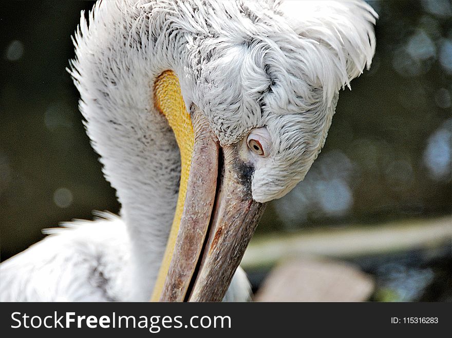 Beak, Pelican, Fauna, Close Up