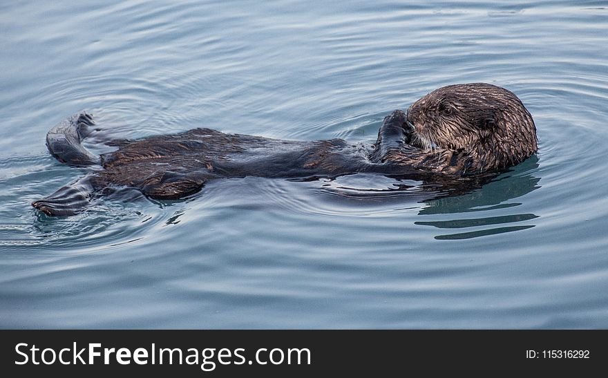 Mammal, Sea Otter, Fauna, Otter