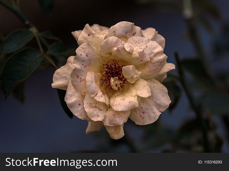 Flower, Flora, Blossom, Spring