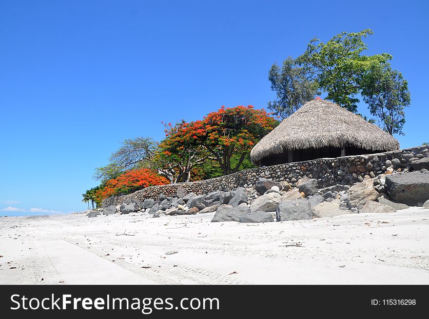 Sky, Tree, Beach, Vacation