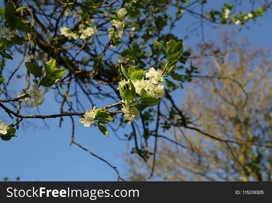 Branch, Flora, Tree, Plant