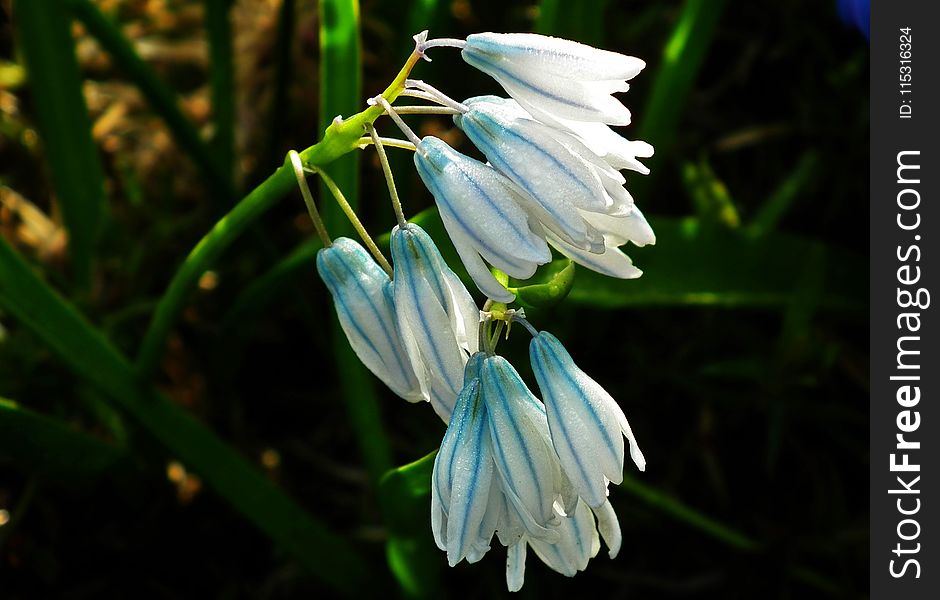 Flower, Blue, Flora, Plant