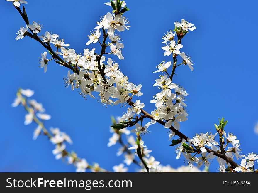 Blossom, Branch, Sky, Spring
