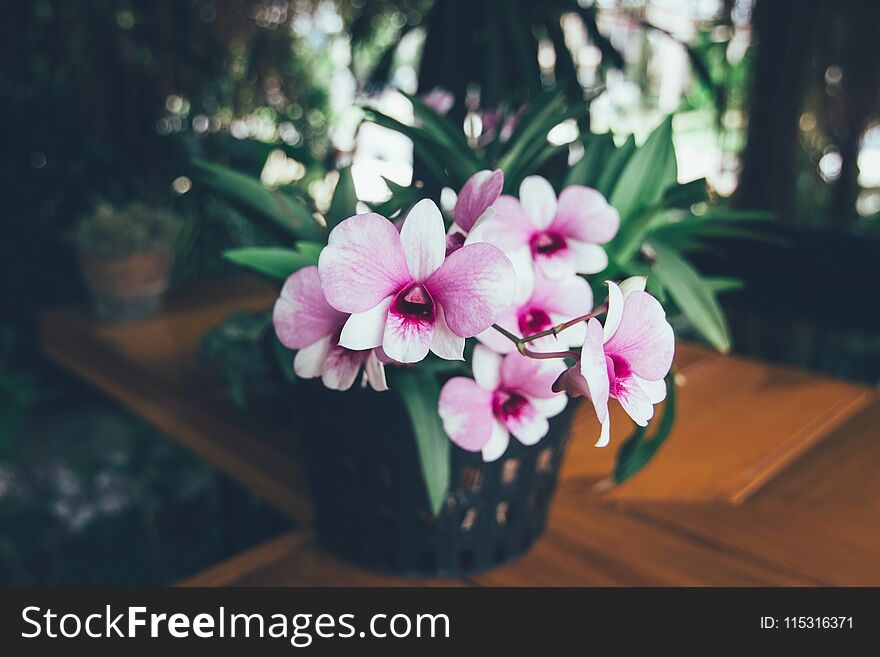 Beautiful white purple orchid in a pot on the table. Vintage effect style. Beautiful white purple orchid in a pot on the table. Vintage effect style.