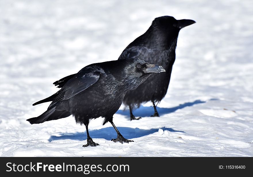 Bird, American Crow, Crow Like Bird, Crow