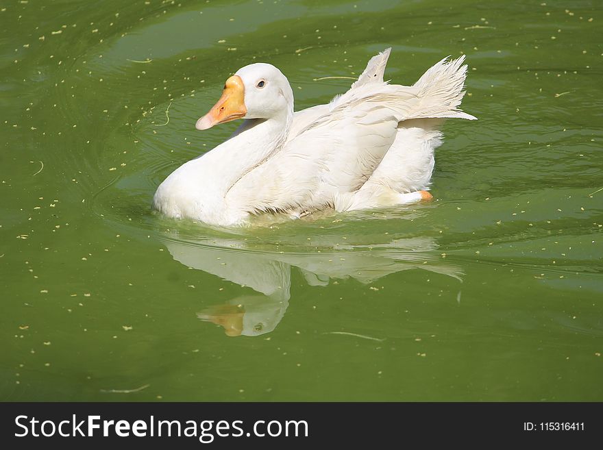 Bird, Duck, Water Bird, Water