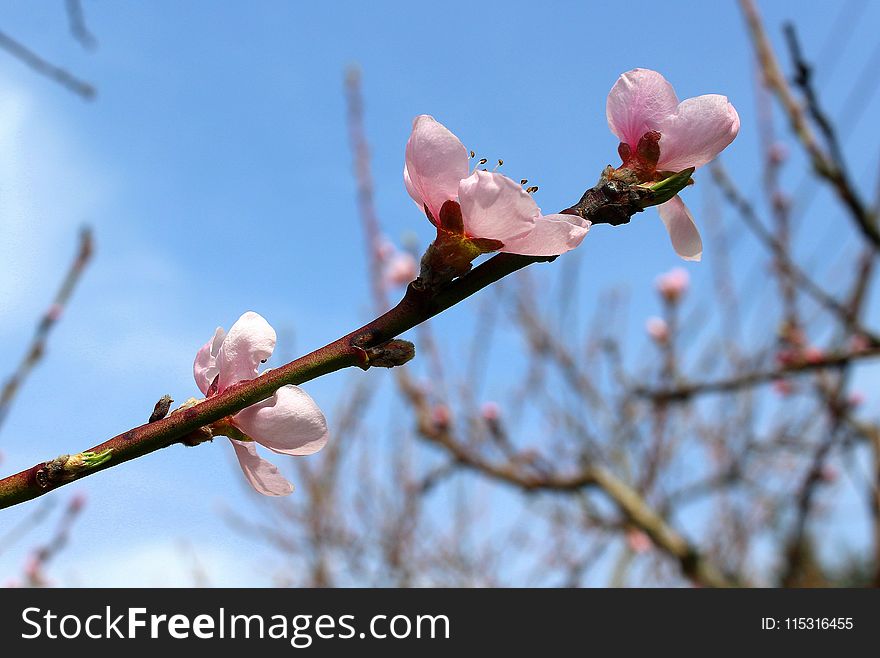 Blossom, Branch, Spring, Flora