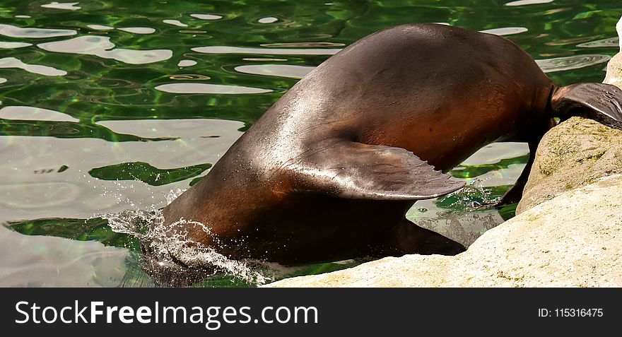 Fauna, Seals, Mammal, Terrestrial Animal