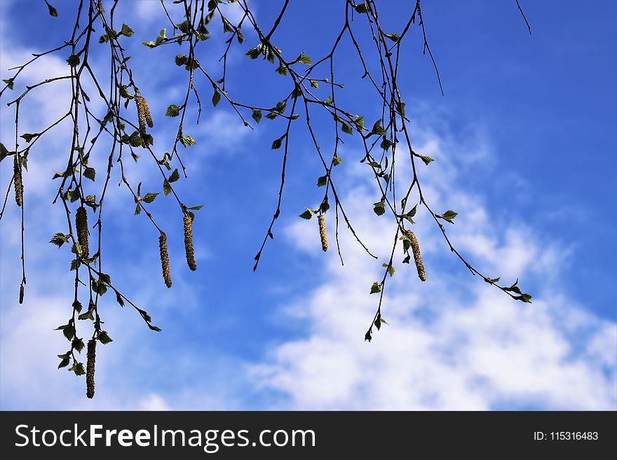 Sky, Branch, Tree, Leaf