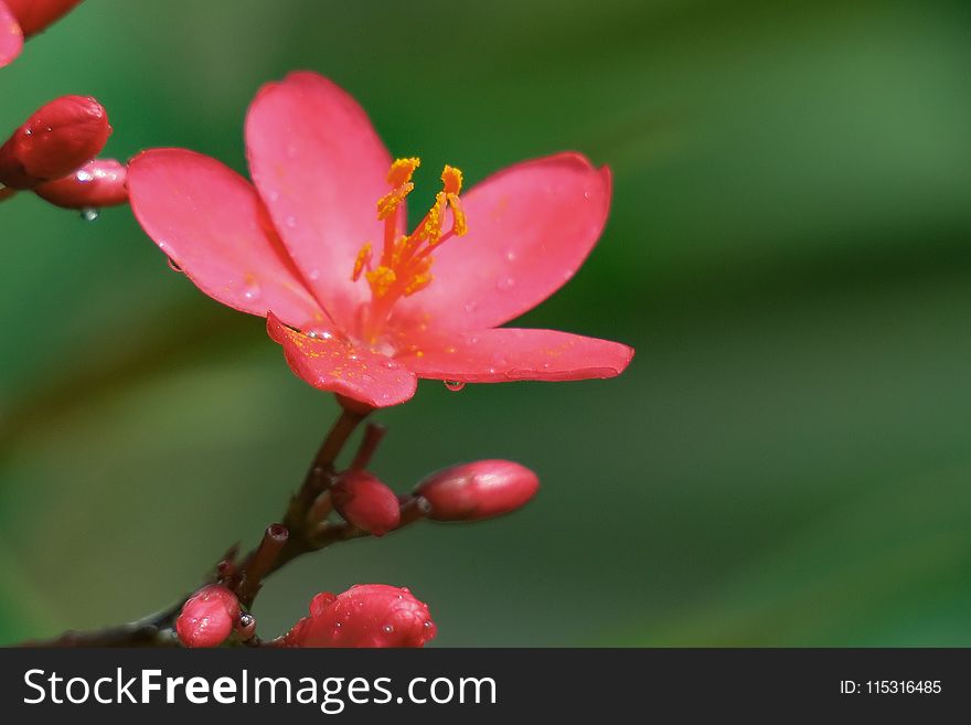 Flower, Flora, Blossom, Close Up