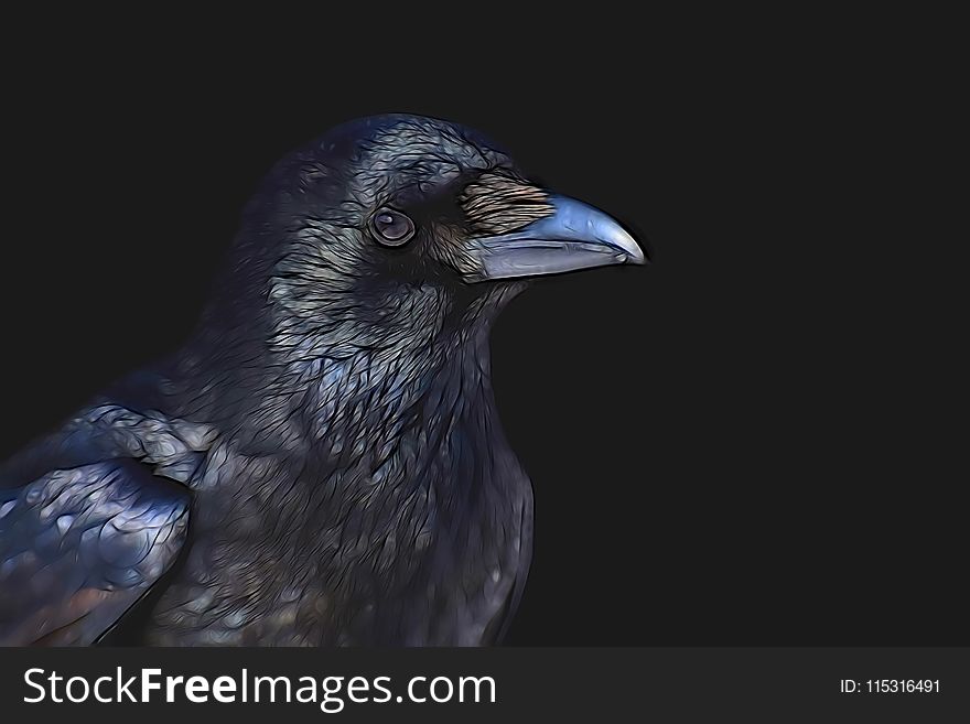 Bird, Beak, Crow Like Bird, Raven