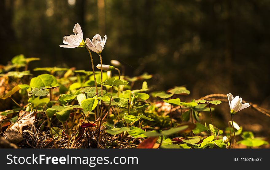 Flora, Plant, Leaf, Vegetation