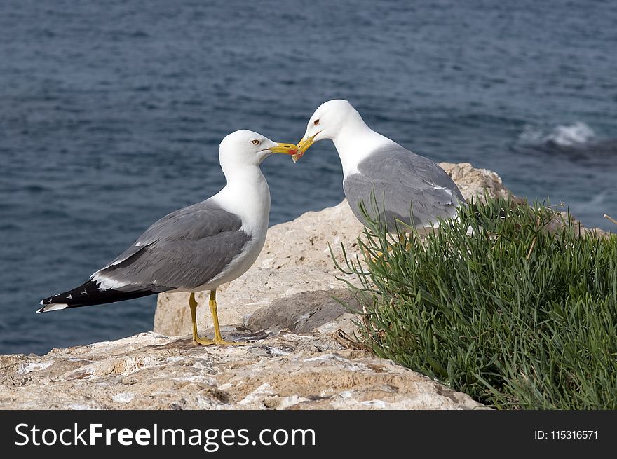Bird, Seabird, Gull, European Herring Gull