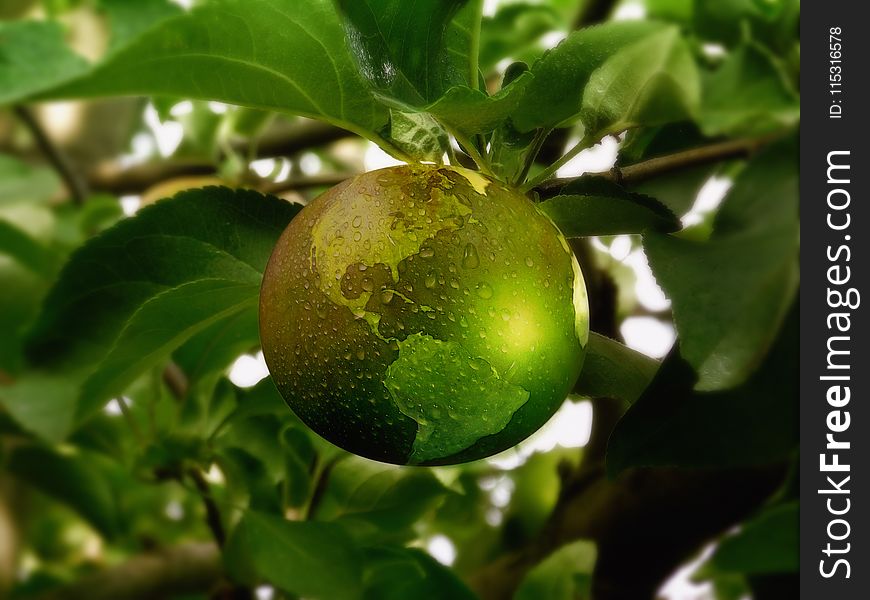 Fruit, Citrus, Fruit Tree, Calamondin