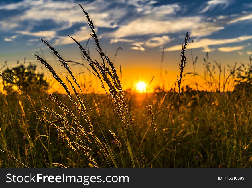 Sky, Ecosystem, Field, Grass