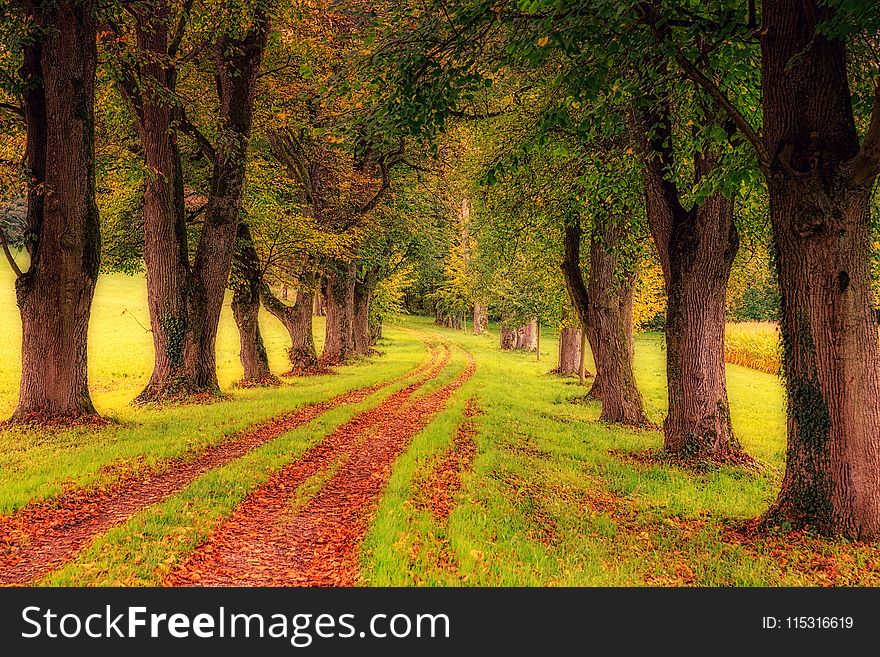 Nature, Tree, Woodland, Path