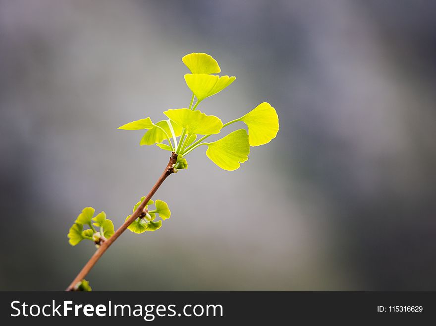 Yellow, Leaf, Branch, Flora