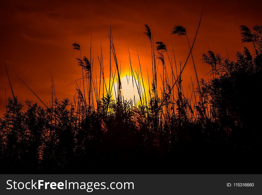 Sky, Nature, Sun, Sunset