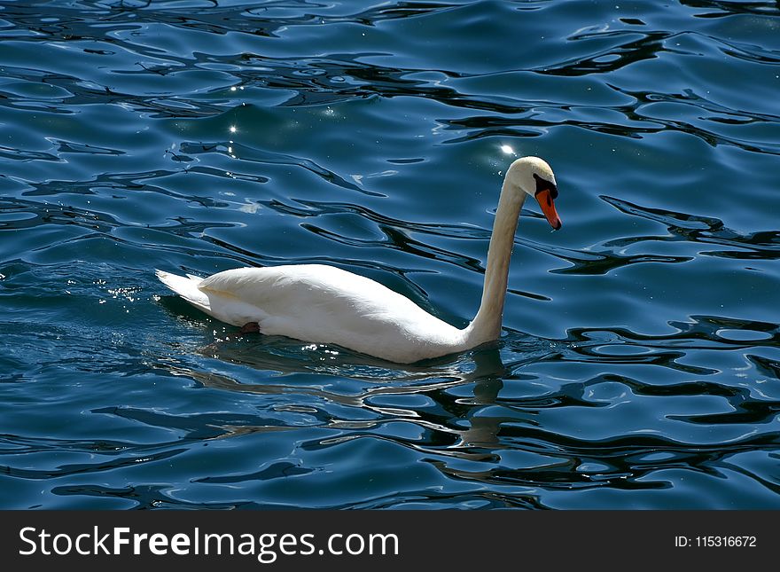 Swan, Water, Bird, Water Bird